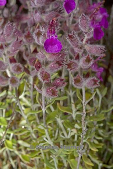 teucrium marum 4 graphic